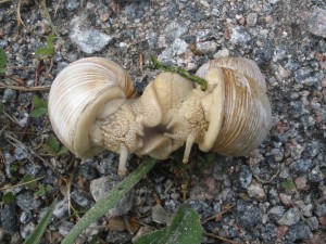 P6040218