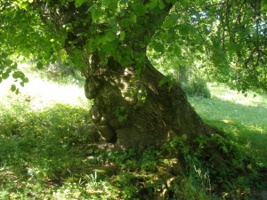 P6070269